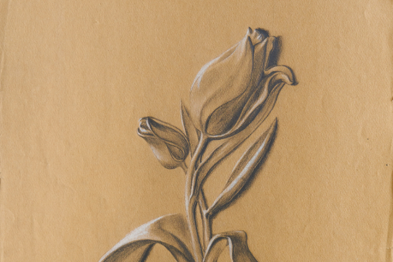 1904 Tulip 47x32